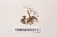 藏品(波葉擬平苔)的圖片